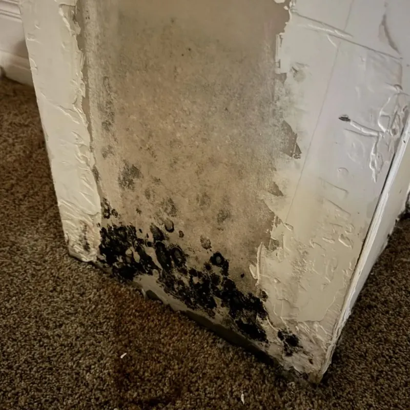 Professional Mold Removal in Beaver, UT